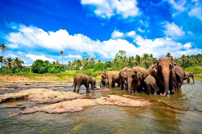 pinnawala-elephants-in-river-colombo-sri-lanka-shutterstock_128294915_1000.jpg