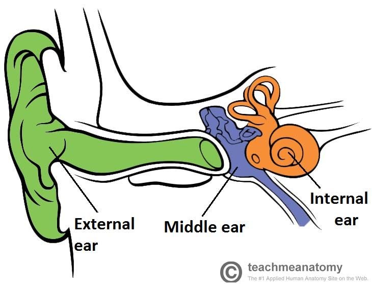 Overview-of-the-Ear-External-Middle-and-Internal.jpg