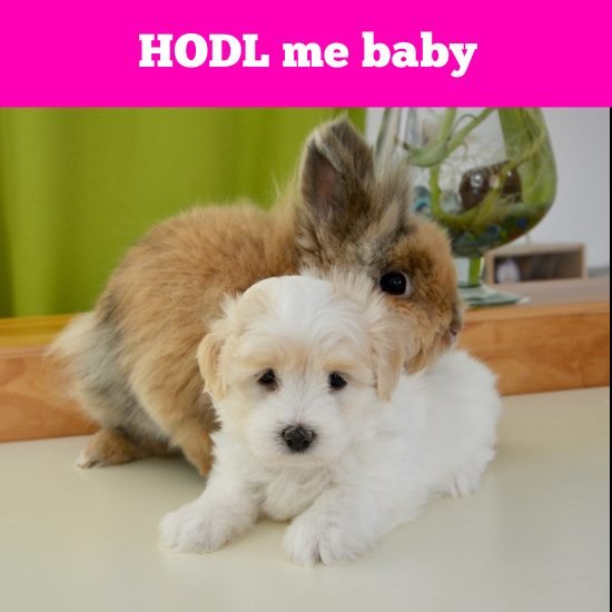 Hodl-14.jpg