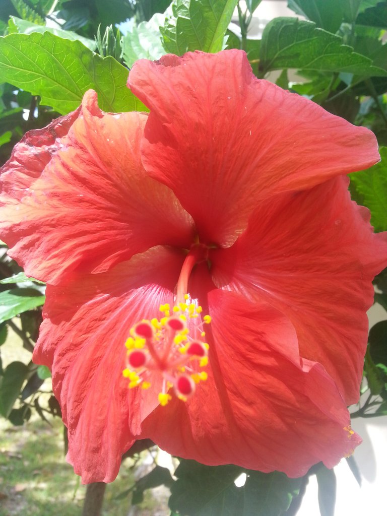 Hibiscus.jpg