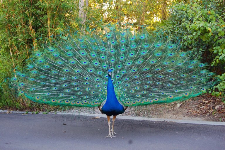 Peacock.jpg