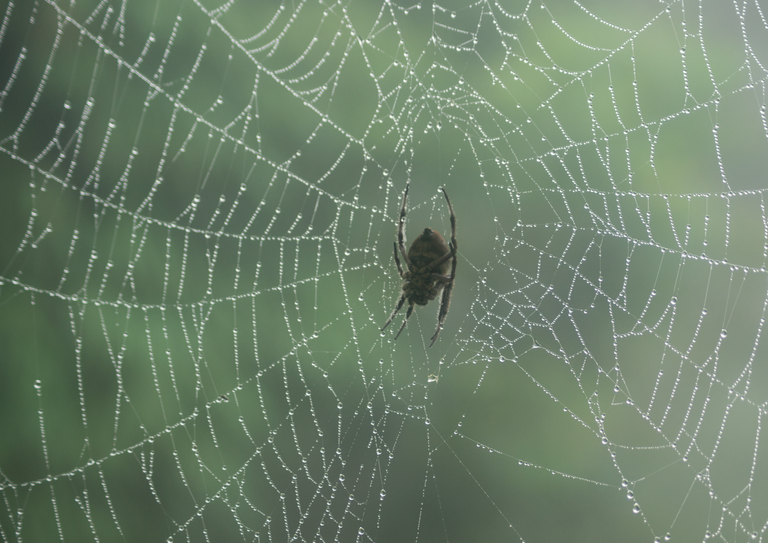 spiderweb55.png