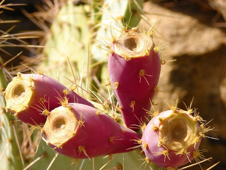 cactus-334173_960_720.jpg