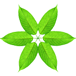 miracle-kratom-leaves-circle-2.png