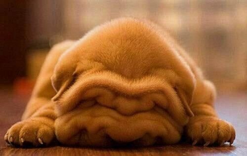 sleepy-shar-pei-puppy.jpg