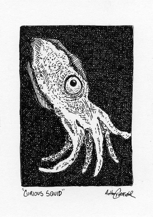 curious squid755.jpg