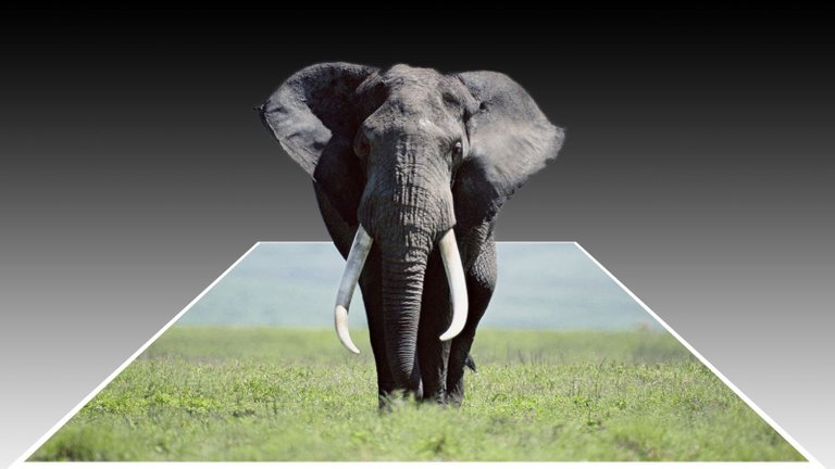 elephant_grass_walk_large.jpg