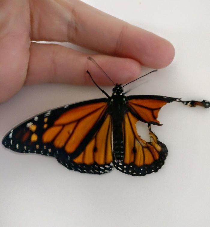 monarch-butterfly-wing-transplantation-9-5a57135d35fbd__700.jpg