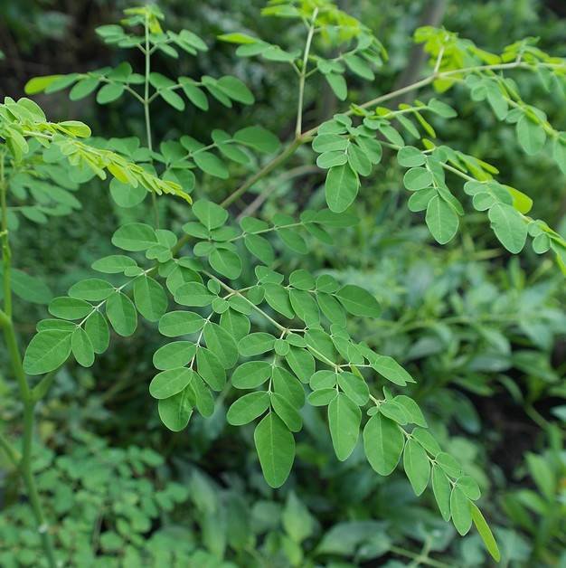 eetbare-tuin-edible-garden-moringa-oleifera-miracl.jpg