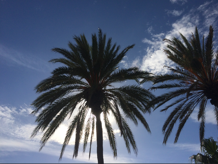 palmera1.png