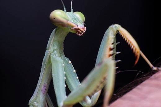 Mantis Body.jpg