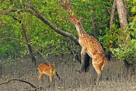 sundarban.jpg