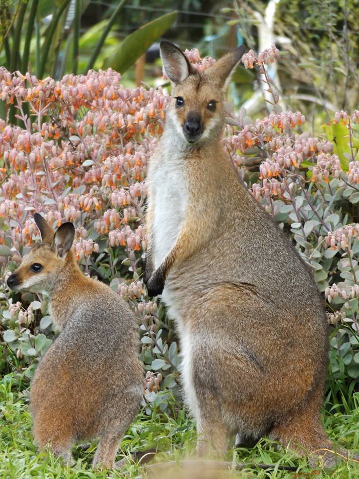 wallaby4.jpg