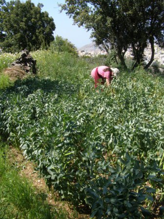 broad beans.jpg