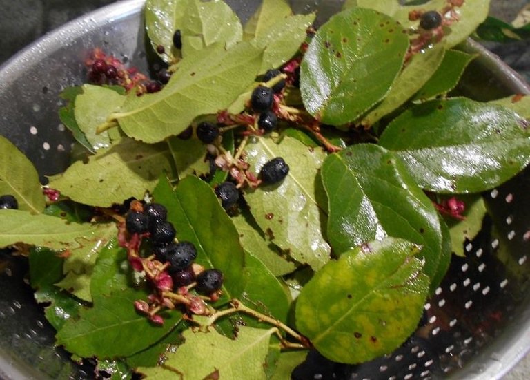 salal.JPG