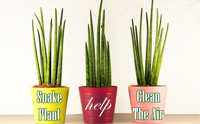 snake-plant.jpg