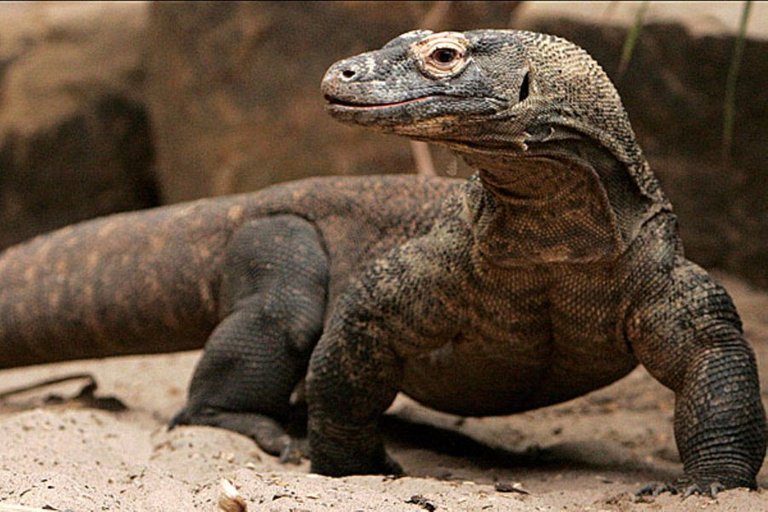 Monitor-Lizard-Komodo-Dragon.jpg