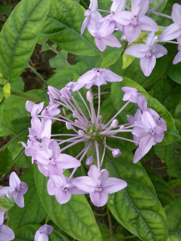 purple flower.jpg