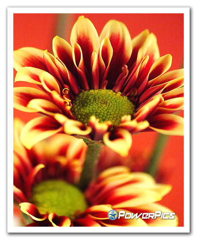 Tuesday-Flower-01-PowerPics.png