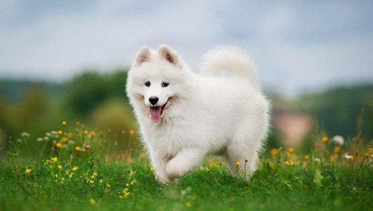 Most-Beautiful-Dog-Breeds-1021x580.jpg