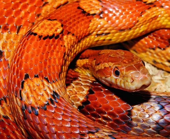 snake-579682__480.jpg