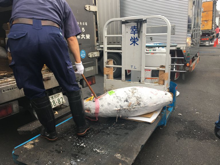 tsukiji-market-tuna-auction-foodbaby.JPG