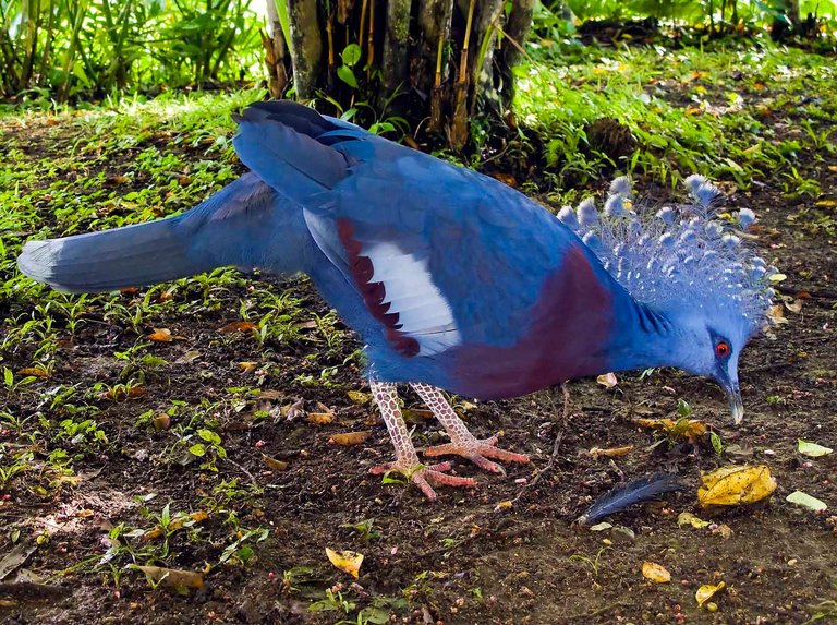 Beautiful-Victoria-Crowned-Pigeon-eat-fruit-in-ground.jpg