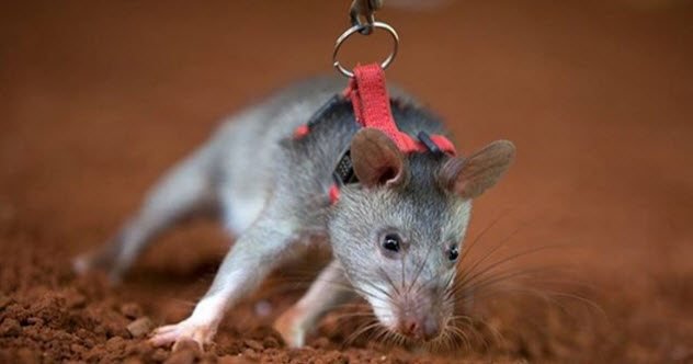 8-land-mine-detecting-rat.jpg