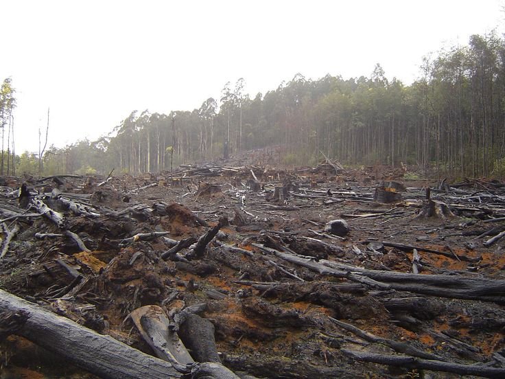 forest deforestation.jpg