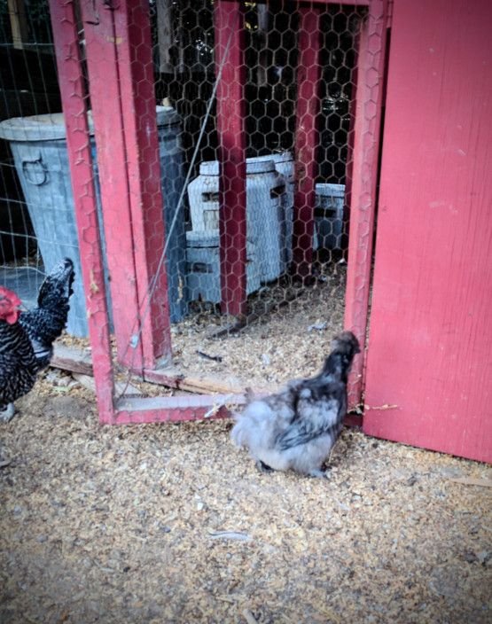 stuck silkie.jpg