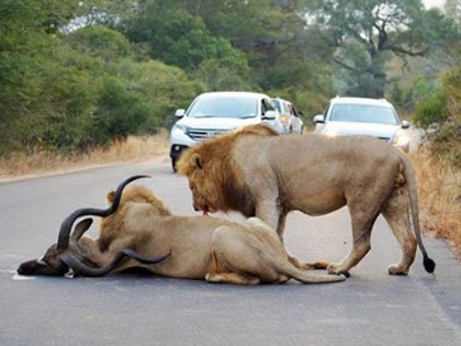 these-tourists-were-driving-through-a-game-reserve-when-something-breathtaking-happened.jpg