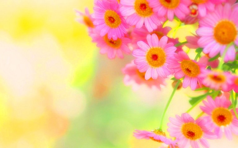 Fresh-Flowers-Background-Wallpaper-hd-for-desktop-1680x1050.jpg