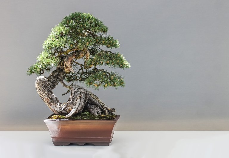 bonsai-1805501_960_720.jpg