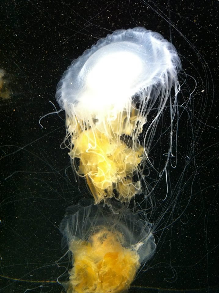 jelly fish.jpg