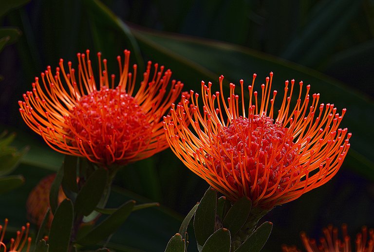 Waratah Flowers.jpg