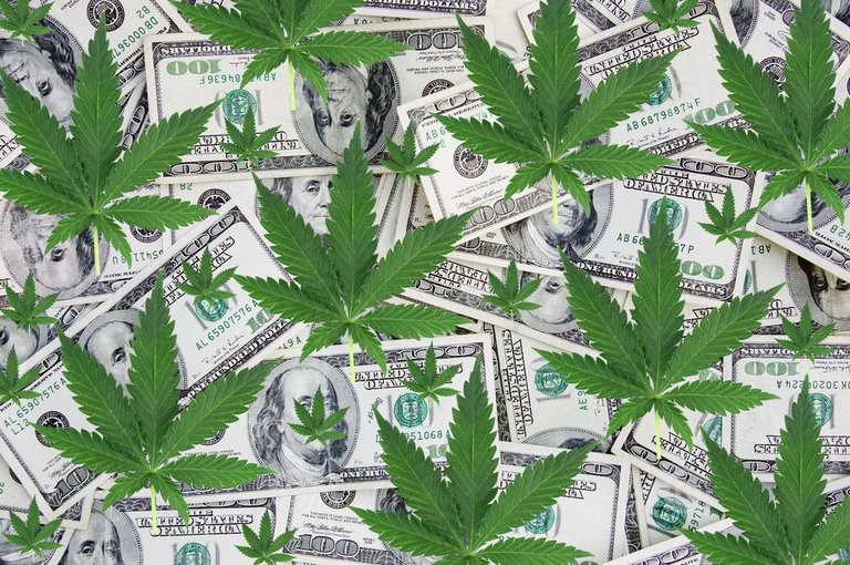 weed_cash_crop_nov7.jpg