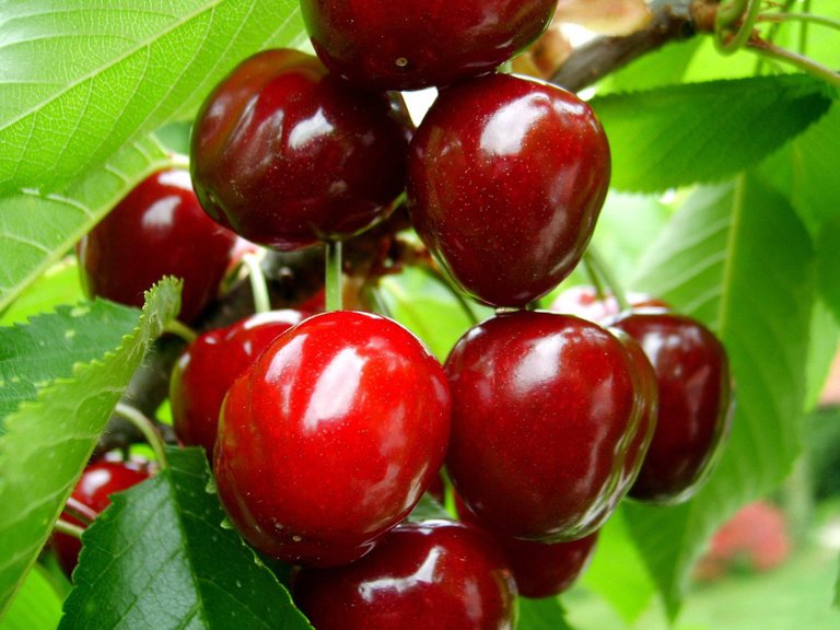 cherries.jpg