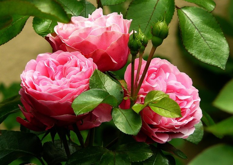 roses-279583_960_720.jpg