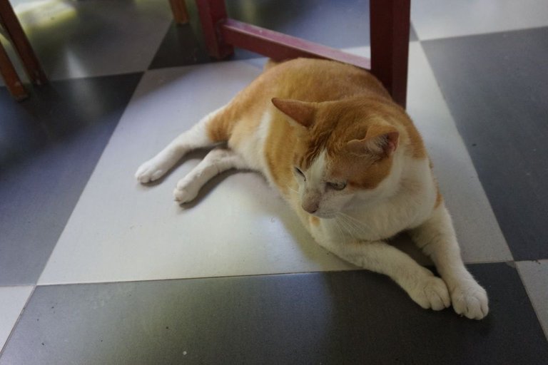 Fat Cat.JPG