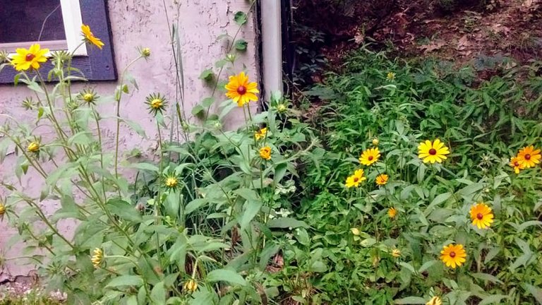 BlackEyedSusans.jpg