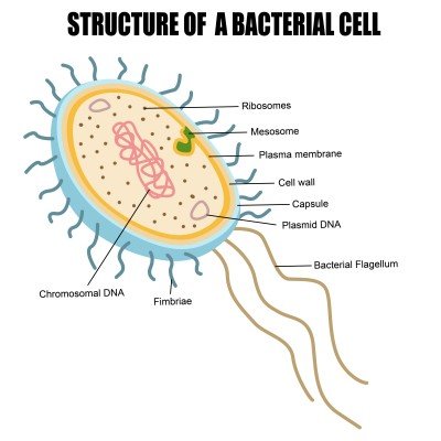 bacterial-cell-structure.png.jpg