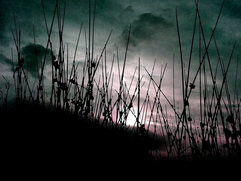 Ilkley Moor Grass_060914.jpg