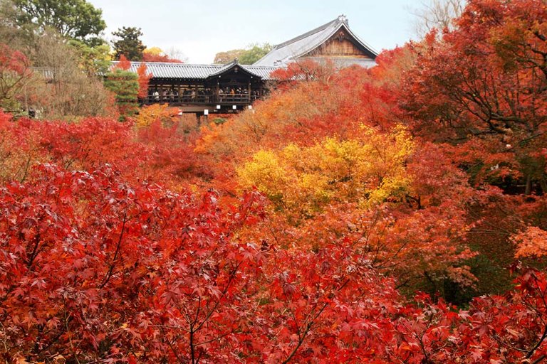 Tofukuji_Kyoto01bs3200.jpg