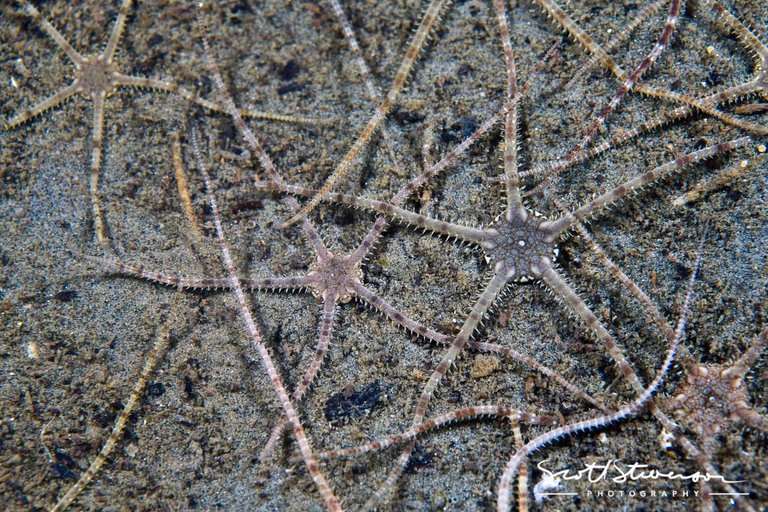 Brittle Sea star-1.jpg