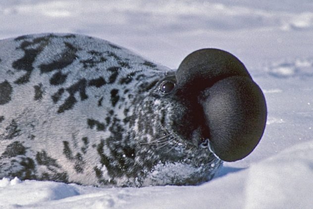 Hooded-Seal.jpg