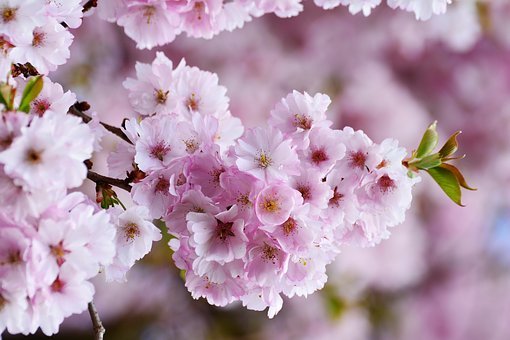 cherry-blossoms-3327498__340.jpg
