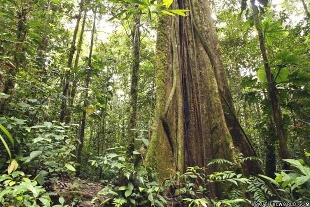 large-tree-amazon-rainforest.jpg