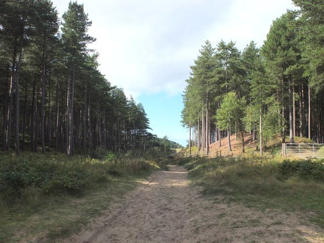 woods and dunes.jpg