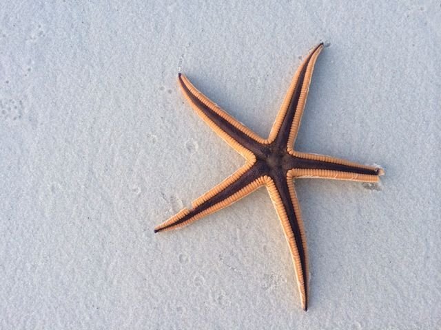 starfish.jpeg