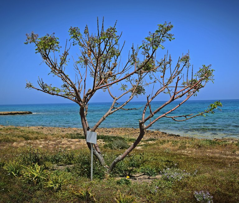 snail tree.JPG